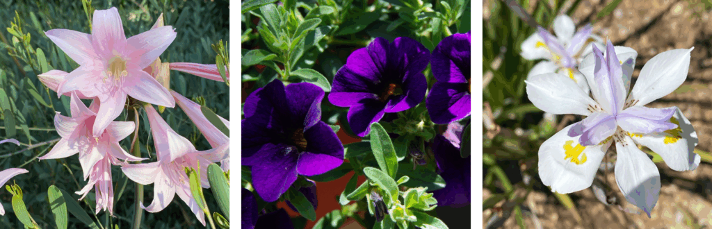 A variety of flowers found throughout The Villas. 